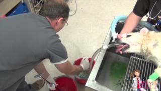 How to Perform a Gastric Lavage in a Dog  VETgirl Veterinary Continuing Education Videos [upl. by Ashton]