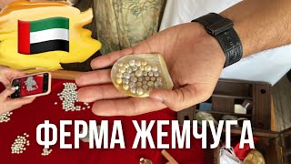 🇦🇪 ОАЭ Ферма Жемчуга Как добывают жемчуг РасельХайма [upl. by Aneema]