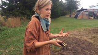 Kelly Moody  Elecampane  Medicinal Plant Cultivation Demo [upl. by Brag793]