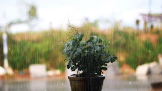 ASMRHealing white noise with the sound of rain falling around a small flower pot [upl. by Ytsirk]