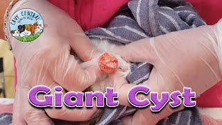 Guinea pig enormous sebaceous cyst treatment and after care [upl. by Naujal]