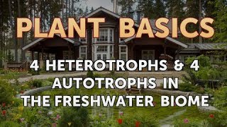 4 Heterotrophs amp 4 Autotrophs in the Freshwater Biome [upl. by Boys]