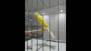 قناری رسمی بلند 2024 تقدیم نگاه زیباتون canary persianrasmi bird biglari rasmiboland gallery [upl. by Lakym]