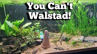 Why You Cant do The Walstad Method aquarium lowtech walstad [upl. by Eniluap]