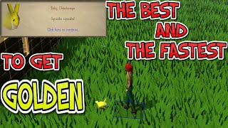 The BEST and The FASTEST way to get golden chinchompa pet osrs pet tutorial [upl. by Lavona]