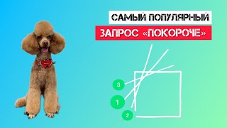 СТРИЖКА миниатюрного ПУДЕЛЯ узкие лапы плавный переход от корпуса к лапам и хвост трубой [upl. by Alehc]