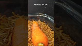 Mealworms Vs 🥕 🥒 and 🍆 food wormlapse petfood insects mealworms petcare MealwormTimelapse [upl. by Jacobine360]