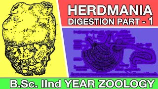 Digestive System of Herdmania in Hindi  Urochordata Herdmania  Zoology Point byRamniwas [upl. by Ssac442]