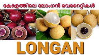 കേരളത്തിലെ ലോംഗൻ വെറൈറ്റികൾ  LONGAN [upl. by Chas91]