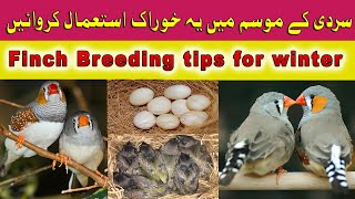 Finch Breeding tips for winter  Finch breeding food for winter [upl. by Nauwtna176]