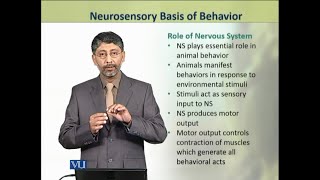 Neurosensory Basis of Behavior  Animal Physiology and Behavior Theory  ZOO502TTopic239 [upl. by Yatnwahs]