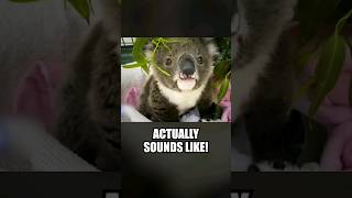 This Is What A Koala Sounds Like 😱 [upl. by Annaiviv]