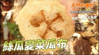 天然菜瓜布作法 絲瓜變絲瓜絡原來是這樣阿 天然環保好物 Loofah Scouring Pad 洗碗 洗澡 去角質超好用 [upl. by Ternan496]