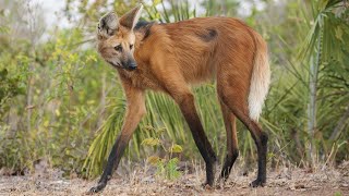 The strangest wolf Maned wolf deer legs and fox habits [upl. by Noe]