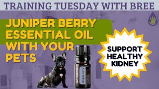 How to use Juniper Berry Essential Oil with Your Pets [upl. by Umeko]