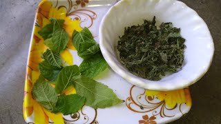 पिज्जा बर्गर में डलने वाला ओरिगैनो घर पर कैसे बनाएं How to make oregano at home homemade oregano [upl. by Ulu627]