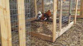 Gamefowl pen upgrades and update on the pigeon loft [upl. by Stead78]