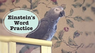 Einstein  Best Talking Parrot Word Practice [upl. by Jojo]