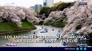 Los japoneses celebran el “Sakura” la fiesta del cerezo en flor [upl. by Eitsirc]