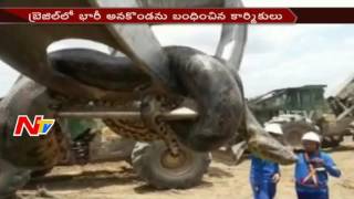 33ft Huge Anaconda Found in Brazil  NTV [upl. by Faubert]