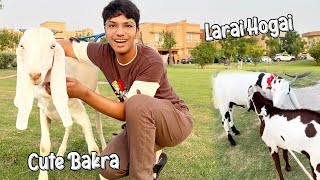 Qurbani Ke Liye Aik Aur Bakra Le Liya 🐐😍  Bakro Ki Larai Hogai 🤣 [upl. by Elamrej569]