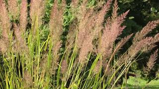 Calamagrostis brachytricha [upl. by Emylee]