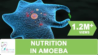 NUTRITION IN AMOEBA [upl. by Rafferty]