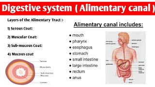 Alimentary Tract Anatomy  4 layers of alimentary canal  digestivesystem anatomy and physiology [upl. by Sel]