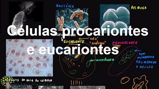 Células procariontes e eucariontes  Estrutura celular  Biologia  Khan Academy [upl. by Eneleoj]