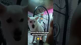 Ganyan din ba kayo magbigay ng Treats sa mga alaga nyufunny doglover dog dogowner furparents [upl. by Arad]