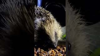 Hedgehogs in the garden hedgehog hedgehogs animalshorts animals nature wildlife naturelovers [upl. by Wileen]