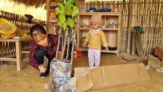 Harvesting the cove bean garden goes to the market sell Buy jackfruit trees to plant on the farm [upl. by Anabal765]