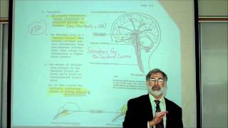 REVIEW OF THE FUNCTIONAL AREAS OF THE BRAIN Part 1 by Professor Fink [upl. by O'Conner]