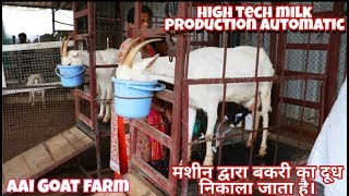 Indias biggest Goat farm saanen milk production automatic [upl. by Mackenie]