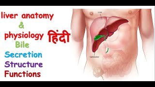 liver anatomy amp physiology in hindi  lobes of liver  functions  structure [upl. by Yadnus750]