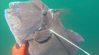 SPEARFISHING MEXICO  World Record Triggerfish [upl. by Otti]