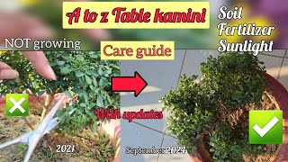 Table kamini not growing indoorplants urbangardening vlog2 flowers gardening [upl. by Lopes35]