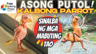 KAWAWANG HAYOP Parrot NAKALBO at Asong naka WHEELCHAIR  Animals with Disability [upl. by Pulchia]