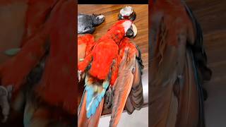 Bille 😺 ne 5 Lakh ke macaw parrot ko maar Diya 😭😭  animal petsvlog birds trending shorts [upl. by Constanta883]