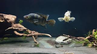 Large Jaguar cichlids Parachromis managuensis behavior before spawning 12 [upl. by Refinnaj]