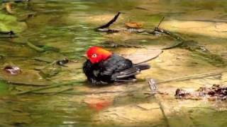 Birding Panama  The Baths of Tranquilo Bay [upl. by Arekahs637]