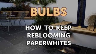 How to Keep Reblooming Paperwhites [upl. by Killion826]