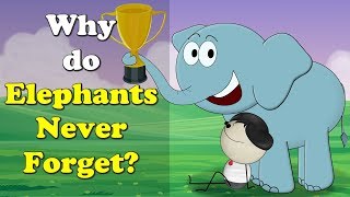 Why do Elephants Never Forget  more videos  aumsum kids science education children [upl. by Hamner]