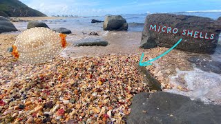 Finding micro seashells in piles of billions High tide beach combing in Australia Giveaway winner [upl. by Atenek]