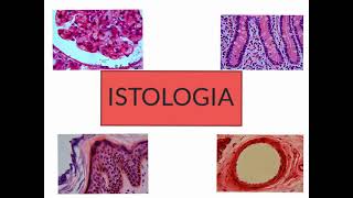 CORSO DI ISTOLOGIA LEZIONE 1 DI 30 EPITELI PARTE 1 [upl. by Anaderol398]