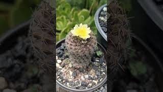 copiapoa Humilis [upl. by Pulling297]