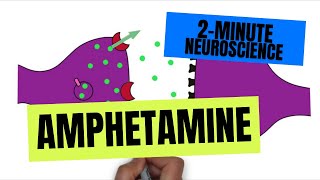 2Minute Neuroscience Amphetamine [upl. by Yroger298]