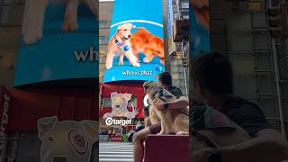 Showing my dogs their Times Square billboard [upl. by Araet]