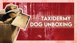 Unboxing a taxidermy dog  Pet taxidermy [upl. by Chita]