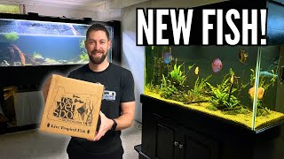 Unboxing Beautiful New Discus Fish for the Discus Aquarium [upl. by Nnyre]